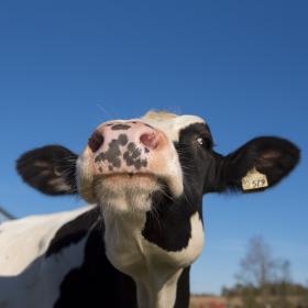 Up close cow