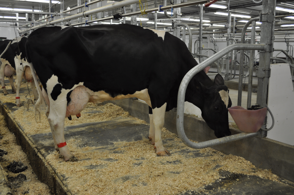 Bandeau identifiant une vache qui reçoit un antibiotique