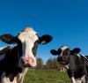 Image rapprochée de deux vaches dans un pâturage